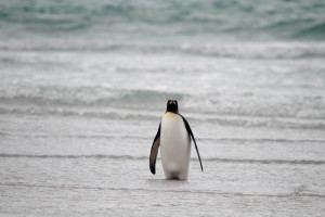 traveling during the best time to visit the Falkland Islands
